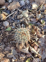 Cochemiea mainiae