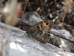 Hipparchia cypriensis