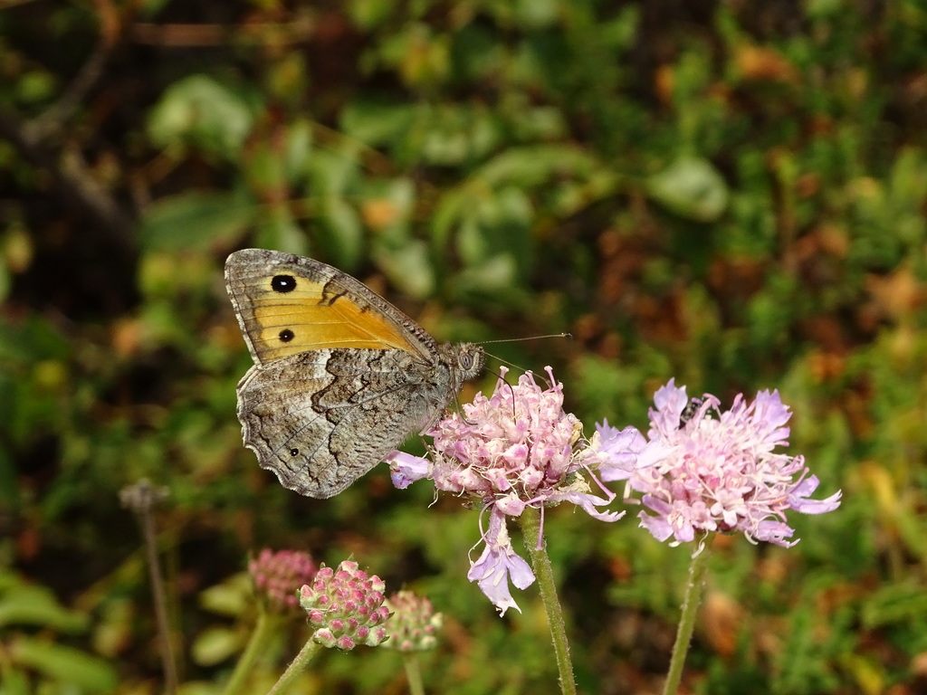 Cyprus Grayling