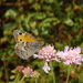 Cyprus Grayling - Photo (c) Julia Moning, some rights reserved (CC BY), uploaded by Julia Moning