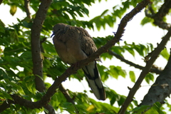 Streptopelia chinensis