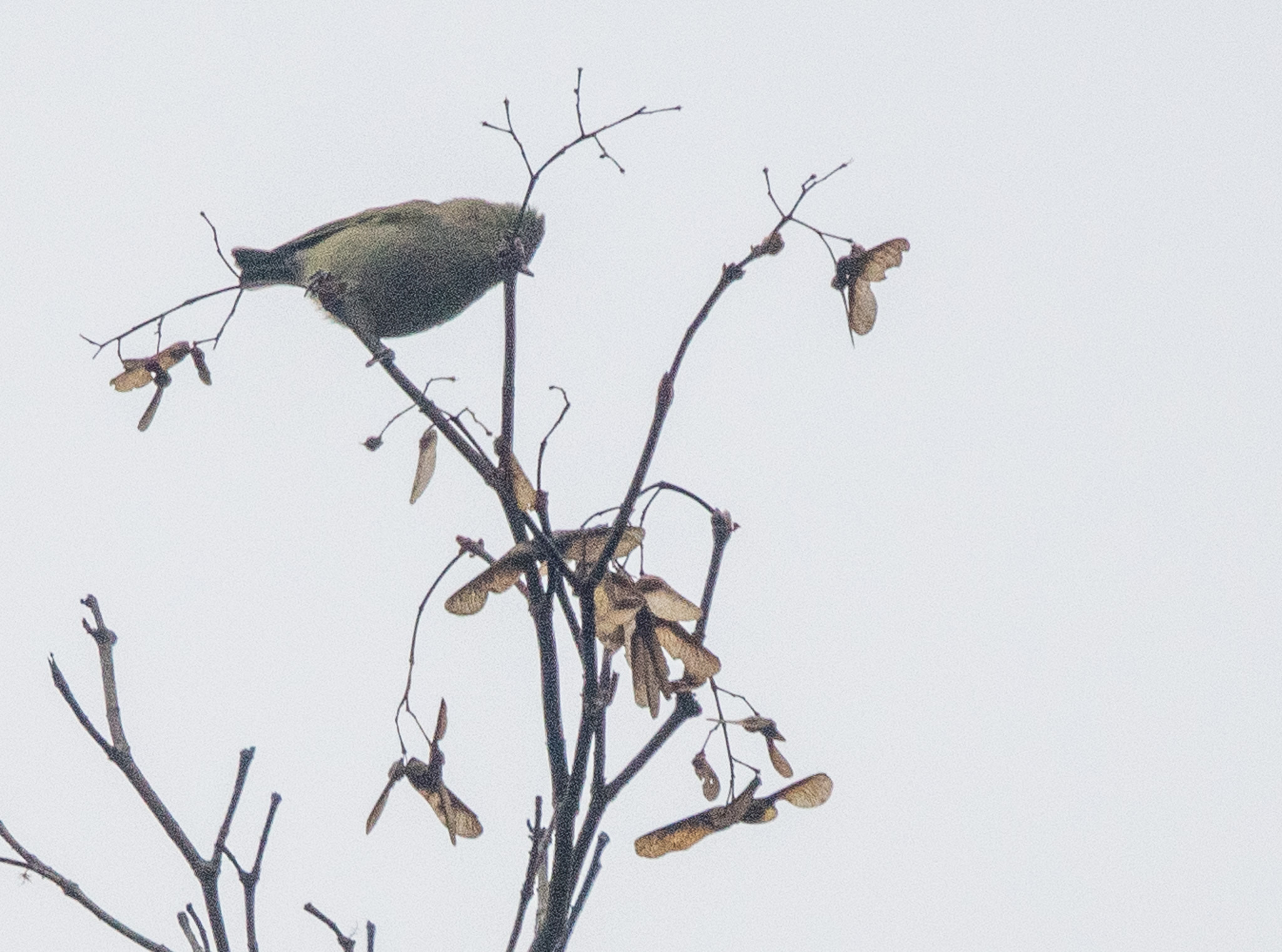 Yellow-browed Tit (Sylviparus modestus), photo 5