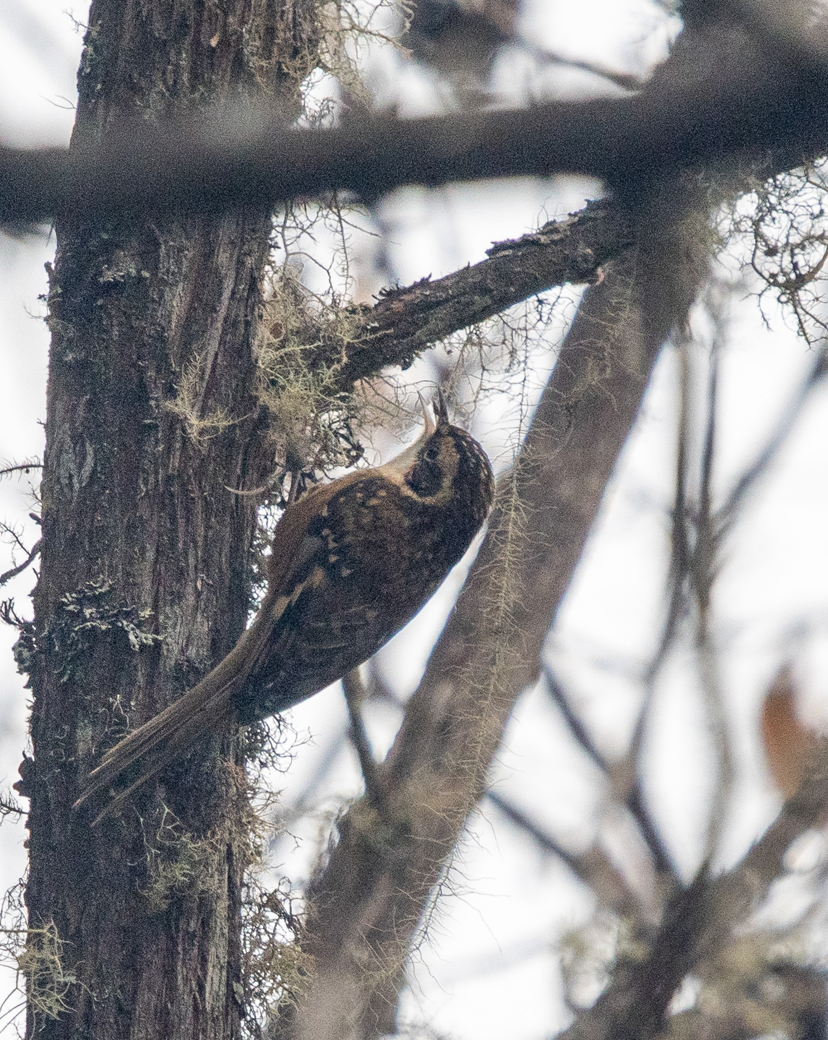 Rusty-flanked Treecreeper (Certhia nipalensis), photo 3