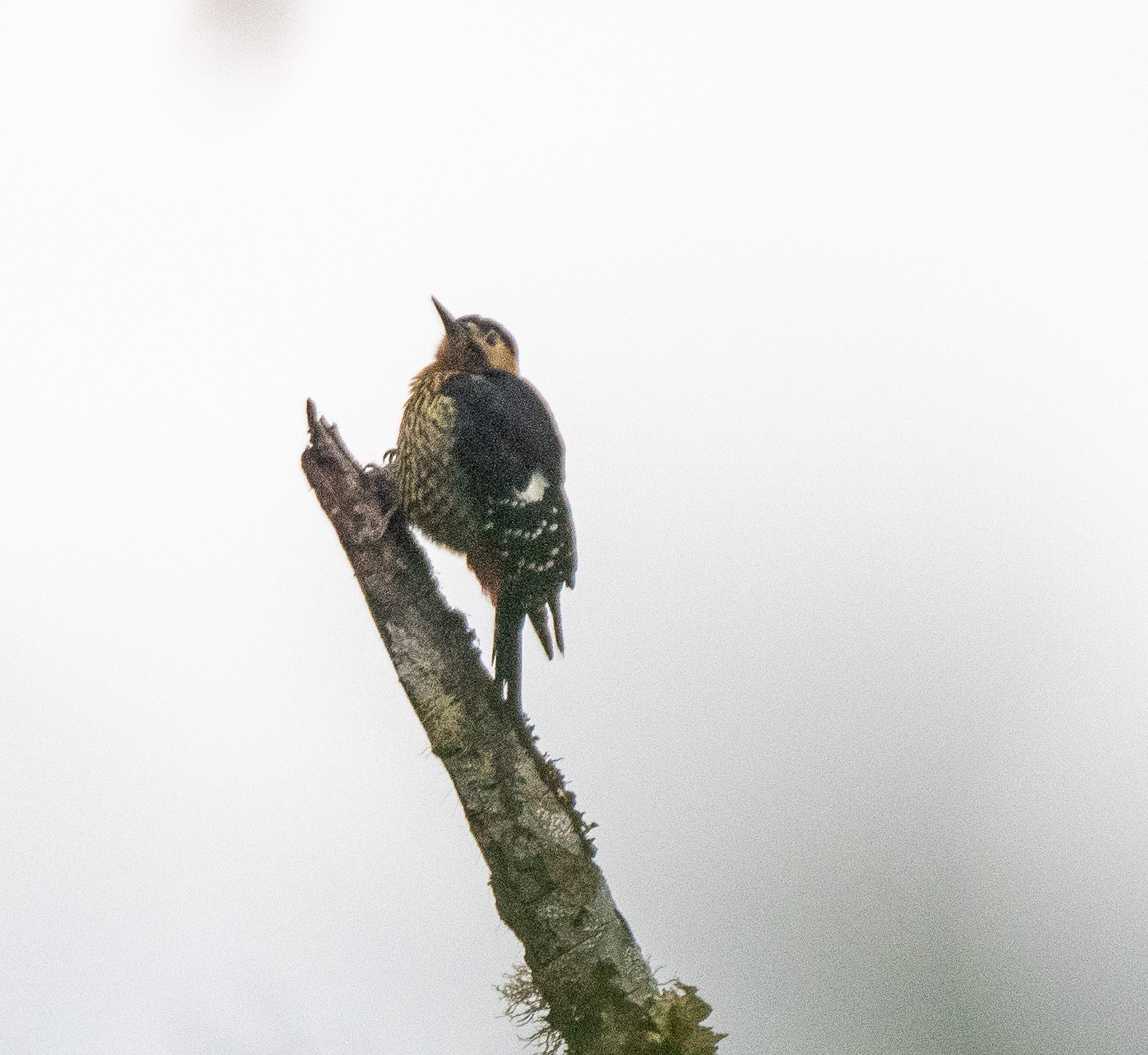 Darjeeling Woodpecker (Dendrocopos darjellensis), photo 3