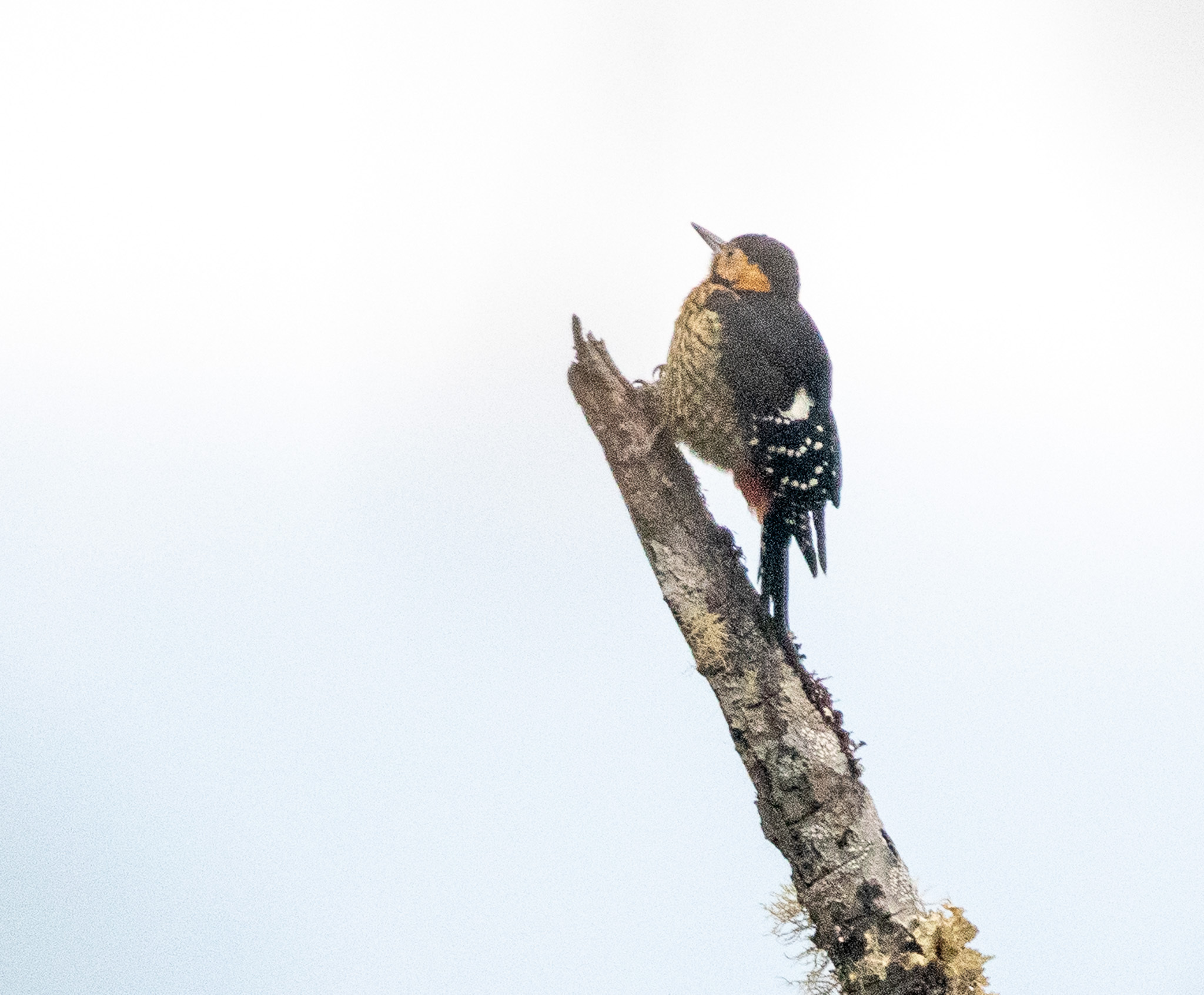 Darjeeling Woodpecker (Dendrocopos darjellensis), photo 4