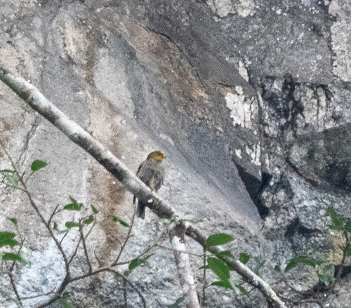 Yellow-rumped Honeyguide (Indicator xanthonotus)
