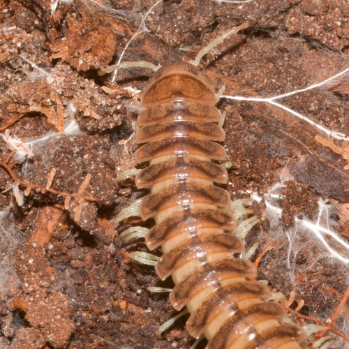 Thrinaxoria