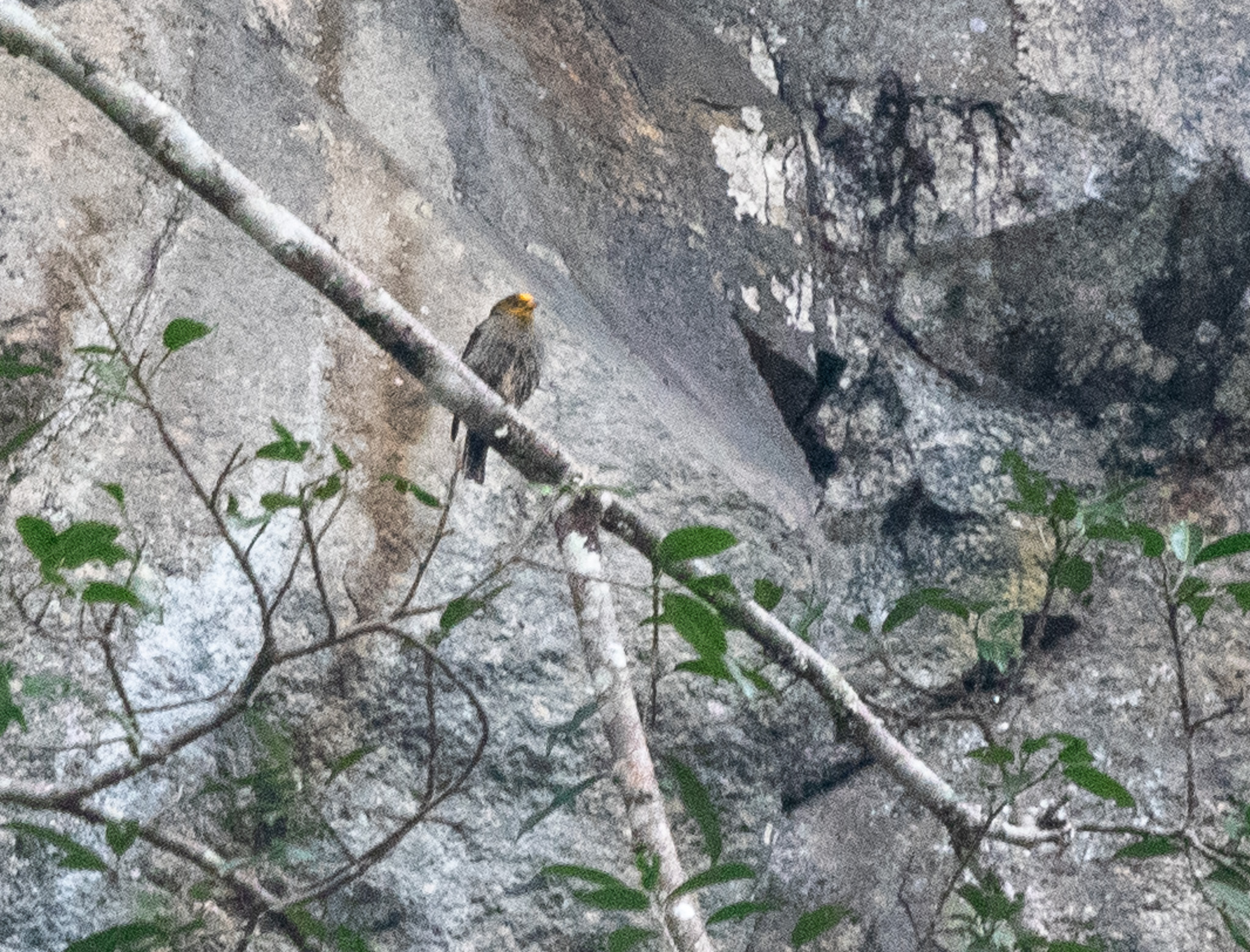 Yellow-rumped Honeyguide (Indicator xanthonotus), photo 3