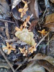 Erastria decrepitaria