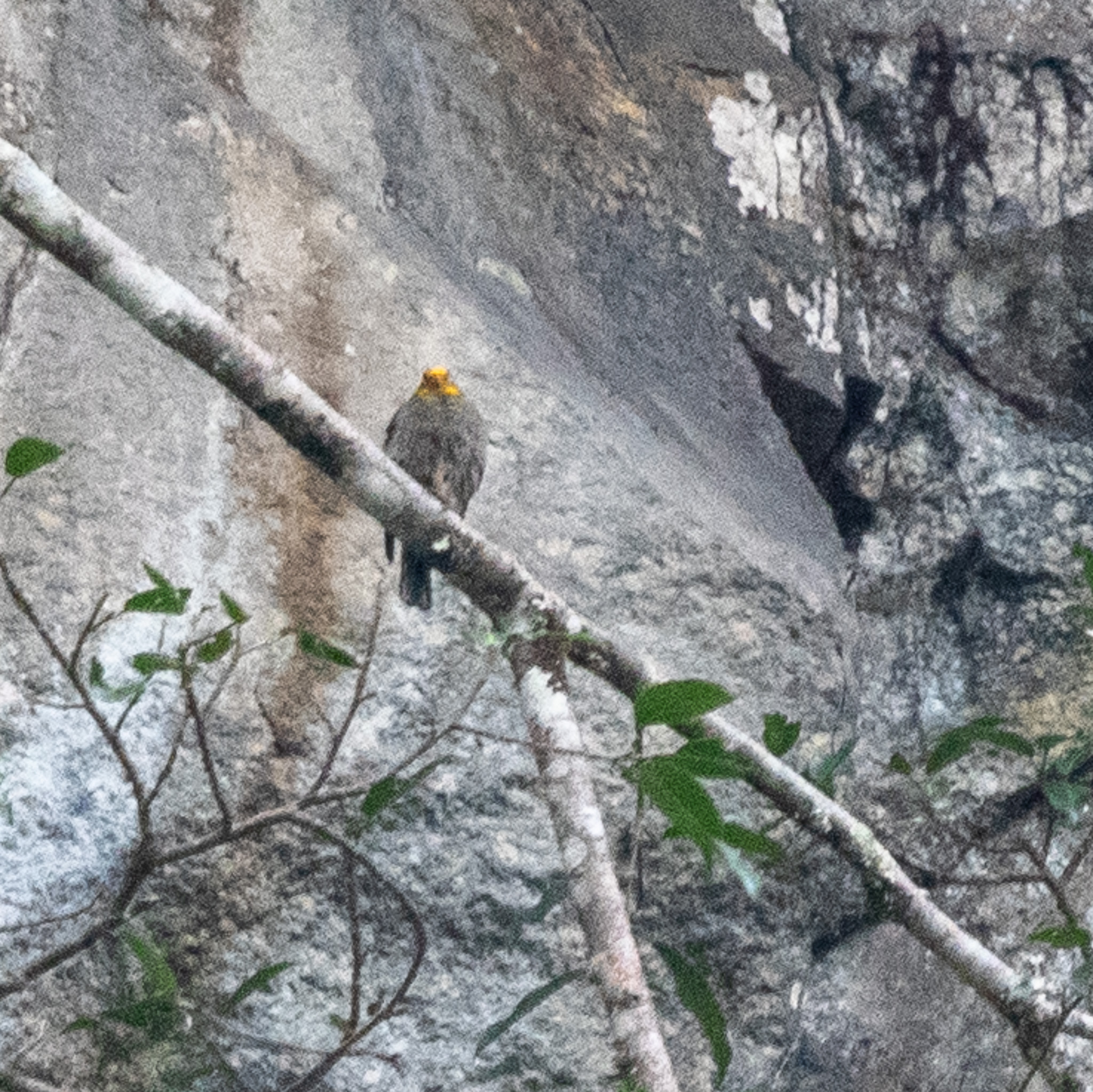 Yellow-rumped Honeyguide (Indicator xanthonotus), photo 2