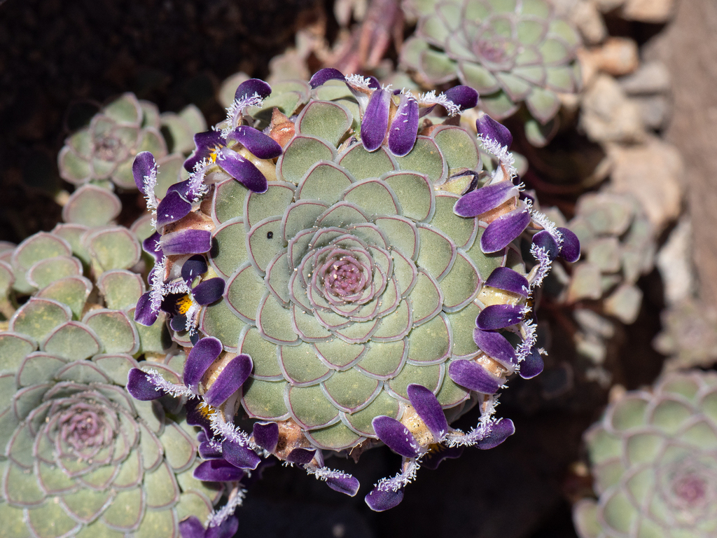 Viola turritella