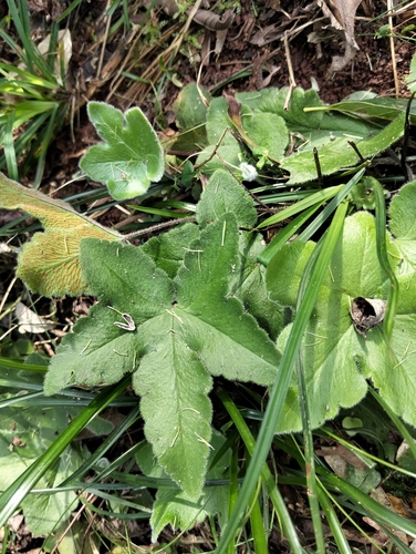 starfern (Hemionitis palmata)