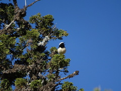 Oenanthe cypriaca