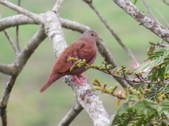 Columbina talpacoti
