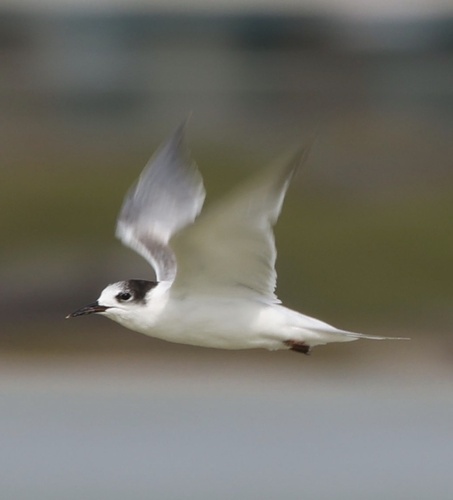 Sterna hirundo observed 2025-12-29