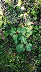 Trillium angustipetalum