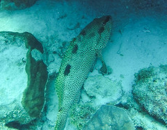 Epinephelus adscensionis