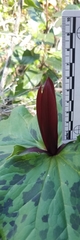 Trillium angustipetalum