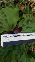 Trillium angustipetalum