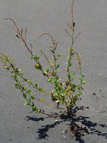 Chenopodium acuminatum iNat (3)