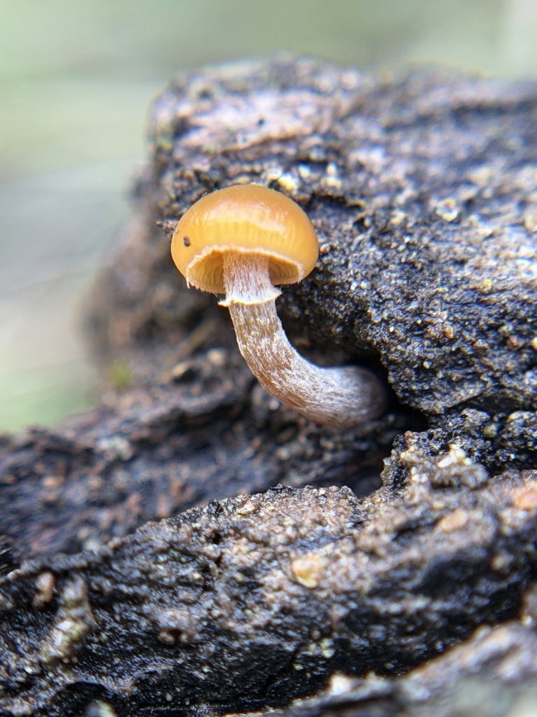 Galerina marginata · December 2025 · photo: © aheyman1 (iNaturalist, cc0)