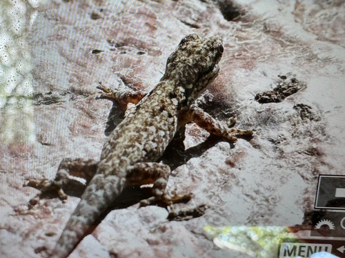 Chobe Dwarf Gecko