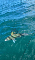 Roosterfish photo 4