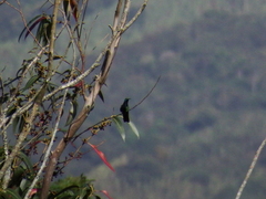 Anthracothorax nigricollis