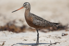Hudsonian Godwit photo 5