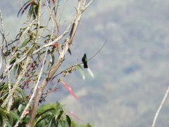 Anthracothorax nigricollis