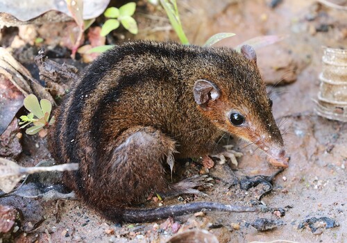 Northern Three-striped Opossum