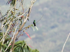 Anthracothorax nigricollis