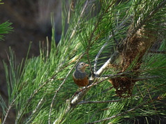 Emberiza caesia