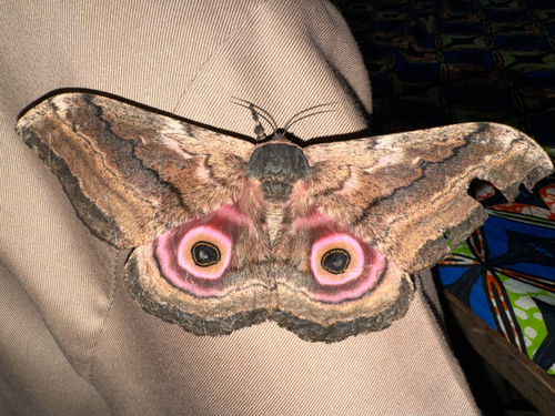 Speckled Emperor