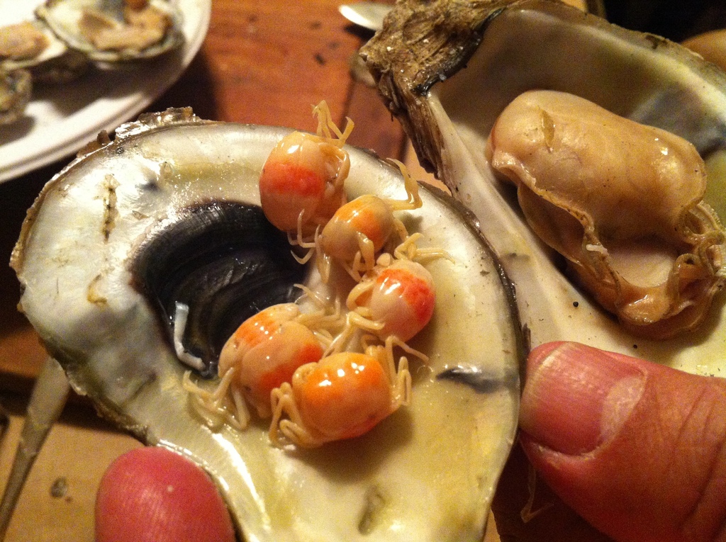 Oyster Pea Crab from Delaware on November 30, 2013 by Julia and Bryan ...