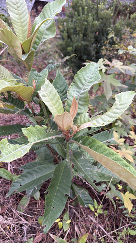Loquat