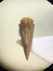Multareoides bifurcatus