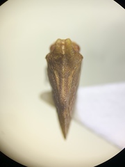 Multareoides bifurcatus