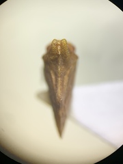 Multareoides bifurcatus