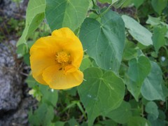 Abutilon albescens