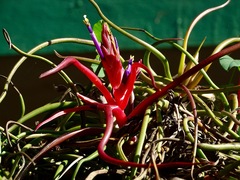 Tillandsia bulbosa