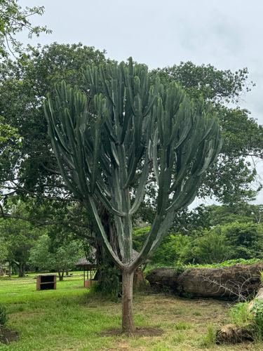 Common Tree Euphorbia