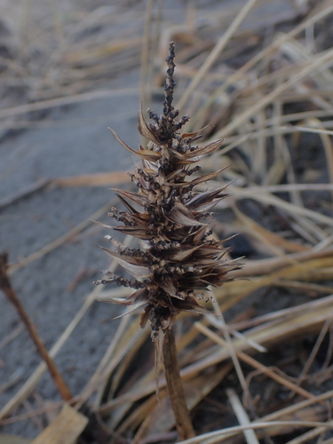 big-head sedge (Carex macrocephala)