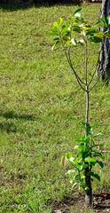 Diospyros nigra