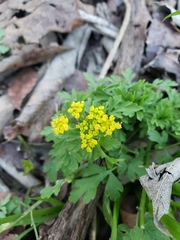 Tauschia texana