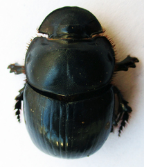 Catharsius calaharicus