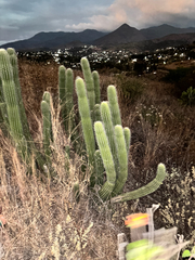 Stenocereus treleasei, photograph (c) Ricardo Betancourt Sánchez, some rights reserved (CC BY)