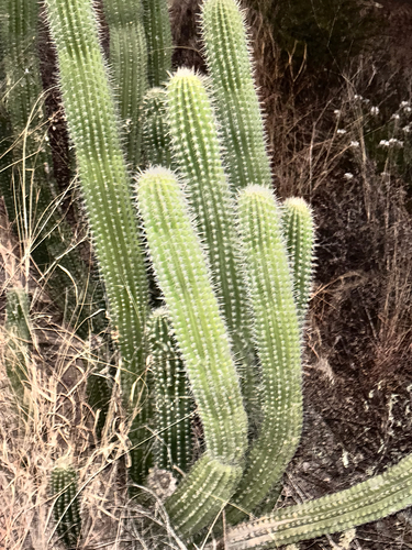 Stenocereus treleasei, photograph 2