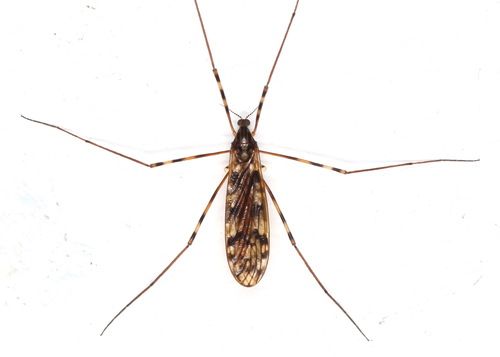 Unknown species found near Wood County, TX, USA