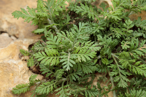 Cut-leaved lavender